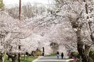 Washington D.C. Kenwood Cherry Blossoms Tour 3 hr thumbnail 1
