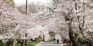 Washington D.C. Kenwood Cherry Blossoms Tour 3 hr