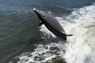 Marco Island Dolphin & Eco Tour 2 hr thumbnail 5
