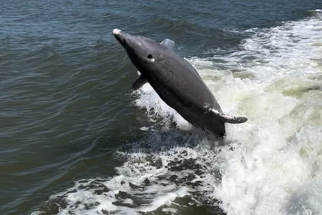 Marco Island Dolphin & Eco Tour 2 hr - Image 5