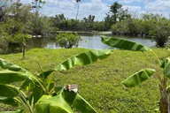 Miami Everglades Small-Group Tour in French 4 hr thumbnail 4
