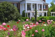 Charleston Boone Hall Plantation Tour with Transfers thumbnail 1