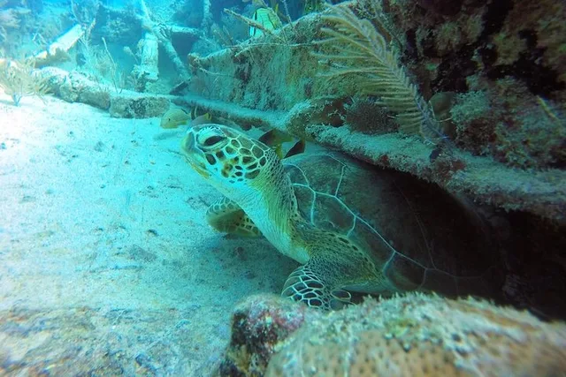 Key Largo Scuba Diving Experience - Image 6