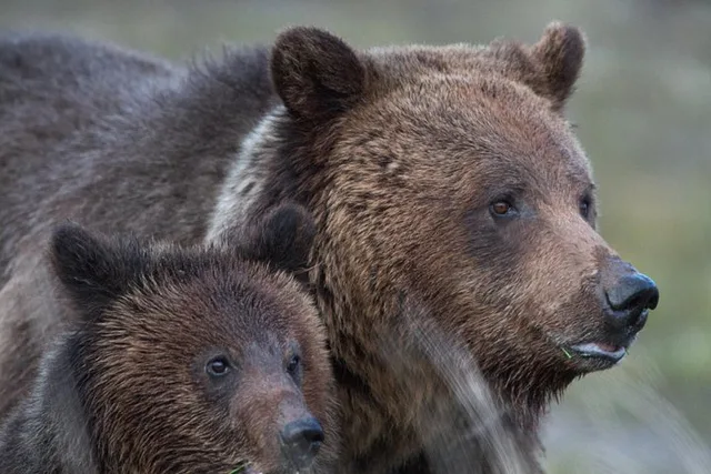 Yellowstone National Park Group Tour - Image 3