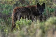 Yellowstone National Park Lower Loop Picnic Lunch Tour thumbnail 4