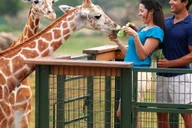 Tampa Serengeti Safari Tour 30 Min thumbnail 1