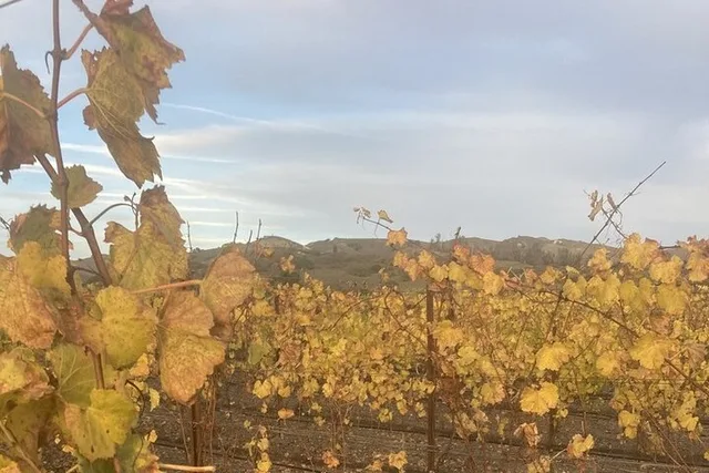 Santa Barbara Wine Tour - Image 5