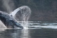Sitka Marine Wildlife Tour thumbnail 1