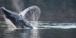 Sitka Marine Wildlife Tour