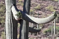 Dove Mountain Hiking Tour thumbnail 1