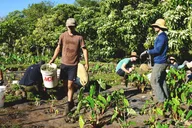 Maui Reforestation and Polynesian Agriculture Tour thumbnail 3