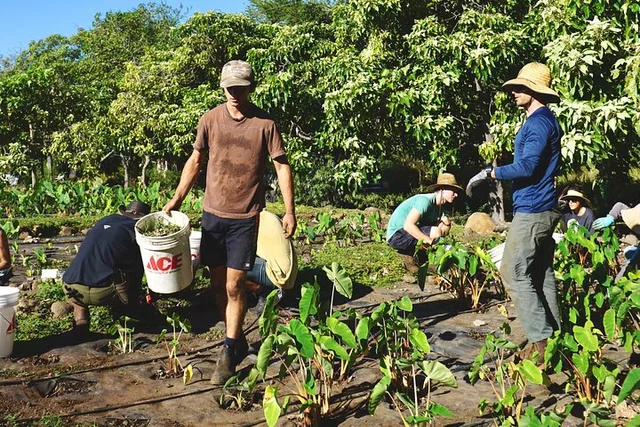Maui Reforestation and Polynesian Agriculture Tour - Image 3