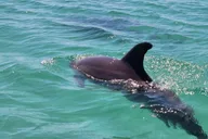 Destin Dolphin Tour Aboard Crab Island Runner thumbnail 1