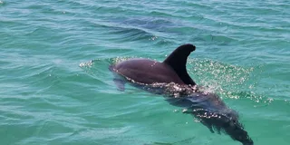 Destin Dolphin Tour Aboard Crab Island Runner