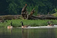 Nashville Old Hickory Lake Clear Kayak Wildlife Tour 2.5 hr thumbnail 2