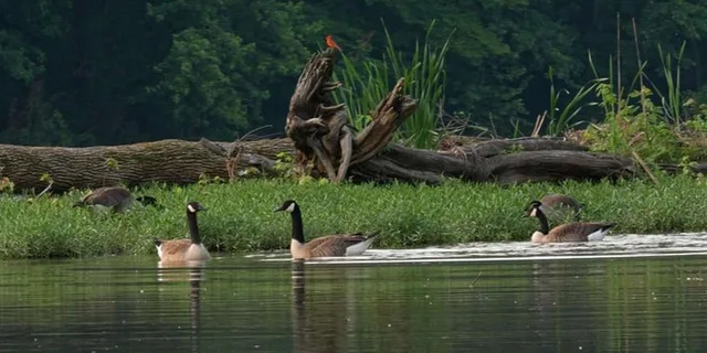 Nashville Old Hickory Lake Clear Kayak Wildlife Tour 2.5 hr - Image 2
