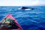 Maui Kayak and Snorkel Tour thumbnail 1