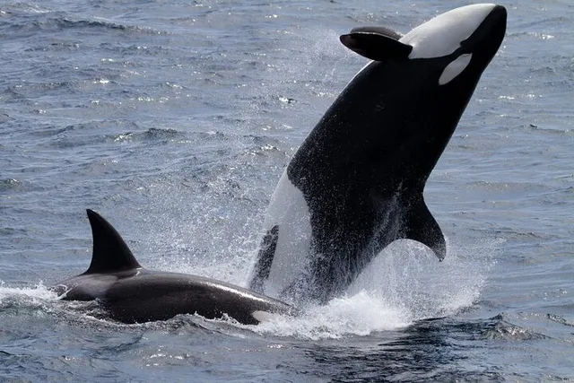 Monterey Whale Watching Tour - Image 1
