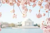 Washington DC Monuments Tour with Potomac Cruise thumbnail 3