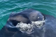 Shell Island Boat Tour with Dolphins and Snorkeling thumbnail 5