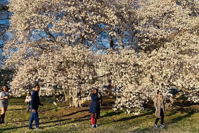 Washington D.C. Cherry Blossom Tour from Boston 3-Day - Image 6