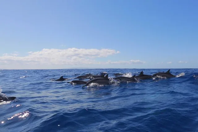 Lanai Snorkel and Dolphin Encounter 4 hr - Image 5
