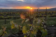 Seattle Wine Tasting Tour in Eastern WA thumbnail 1