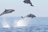Newport Beach Whale and Dolphin Watching Tour 2 hr thumbnail 5