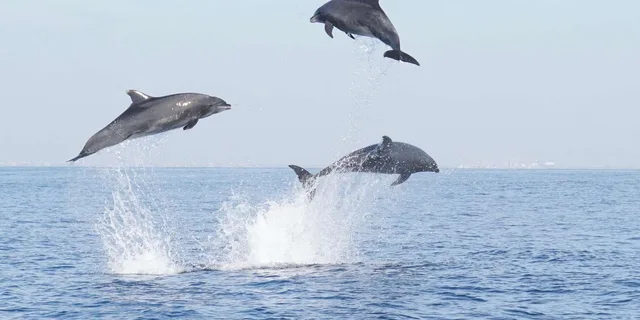 Newport Beach Whale and Dolphin Watching Tour 2 hr - Image 5