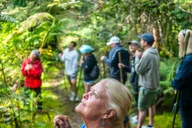 Kona Cloud Forest and Coffee Tour with Sea Turtles thumbnail 1
