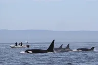 Monterey Bay Whale Watching Tour thumbnail 2