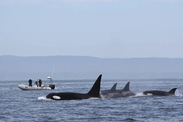 Monterey Bay Whale Watching Tour - Image 2