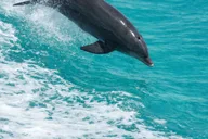 Panama City Beach Nature & Marine Viewing Tour thumbnail 5