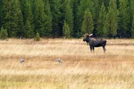 Yellowstone Wildlife Photography Tour thumbnail 6