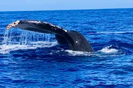 Honolulu Whale Watching Cruise thumbnail 5