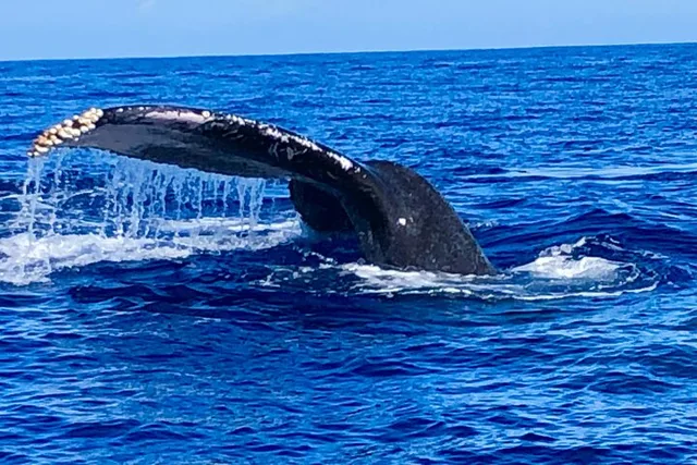 Honolulu Whale Watching Cruise - Image 5