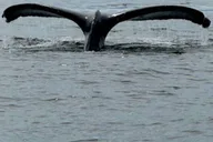 Sitka Wildlife Boat Tour thumbnail 3