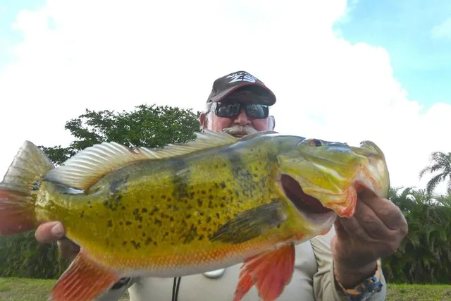 Miami Peacock Bass Fishing Trip - Image 4