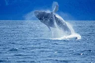 Juneau Whale Watch Adventure thumbnail 3