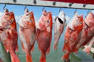 Port Aransas Snapper Fishing Adventure 8 hr thumbnail 3