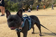 Hollywood Sign Express Tour with Comedians and Dogs thumbnail 3