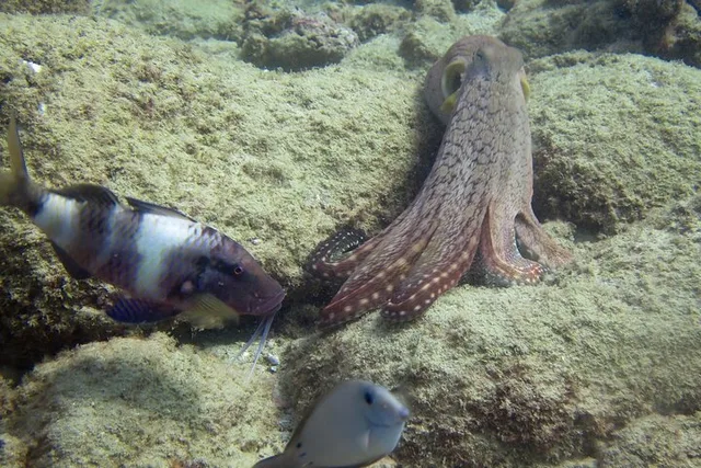 Kaua'i Scuba Diving Tour from a Boat - Image 2