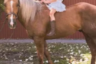 Miami Horse Photoshoot Experience thumbnail 3