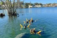 Crystal River Manatee Snorkel Tour thumbnail 2