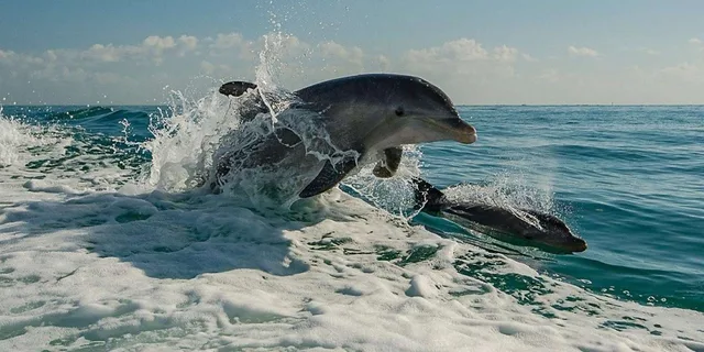 Clearwater Beach Dolphin Excursion 1.5 hr - Image 2