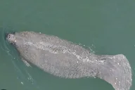 Madeira Beach Shell Key Dolphin Boat Tour Half Day thumbnail 5