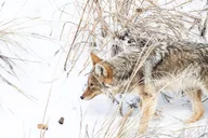 Yellowstone Winter Adventure thumbnail 2