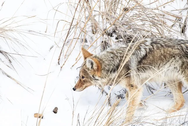 Yellowstone Winter Adventure - Image 2