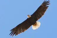 San Luis Obispo Eagle and Birdwatching Tour by Hummer 1.5 hr thumbnail 1