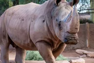 Phoenix Zoo Admission Ticket thumbnail 6